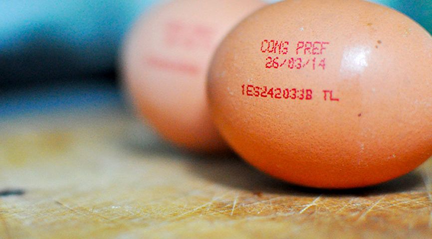 ¿Qué sabemos del huevo?